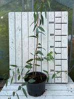 Eucalyptus debeuzevillei winterhard, Minder dan 100 cm, Volle zon, In pot, Overige soorten