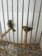 Koppel cubavinken, Dieren en Toebehoren, Vogels | Overige Vogels, Meerdere dieren