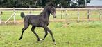 Super lieve jaarling merrie *filmpje*, Dieren en Toebehoren, Merrie, Dressuurpaard, 0 tot 2 jaar