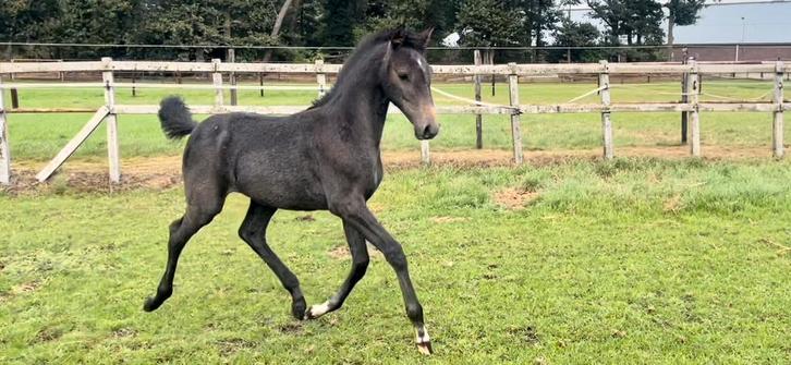 Super lieve jaarling merrie *filmpje*, Dieren en Toebehoren, Paarden, Merrie, 0 tot 2 jaar, Dressuurpaard