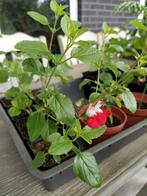 Te koop: salvia ‘Hot Lips’ stekken, Tuin en Terras, Planten | Tuinplanten, Ophalen, Vaste plant, Overige soorten, Halfschaduw