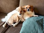 Blonde Dwerg teckel x kleine Keeshond, Dieren en Toebehoren, Honden | Teckels en Dashonden, CDV (hondenziekte), 8 tot 15 weken