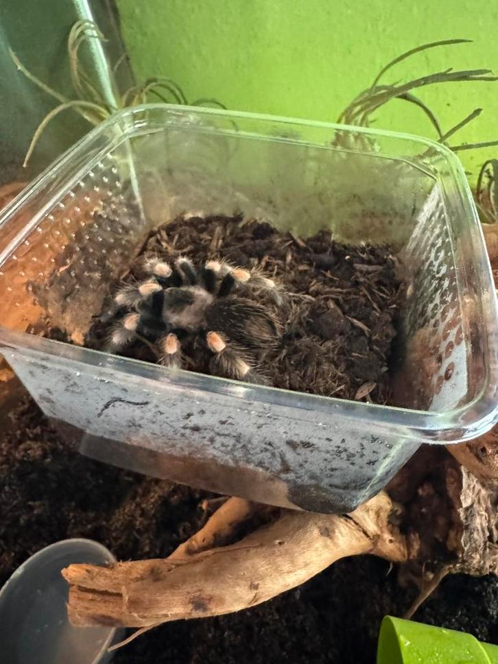 Brachypelma hamorii, Dieren en Toebehoren, Insecten en Spinnen, Spin of Schorpioen