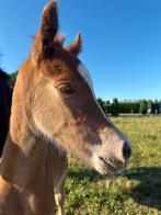 Te koop: ontzettend leuk, knap, speels hengst veulen, Dieren en Toebehoren, Pony's, Hengst, D pony (1.37m tot 1.48m), Recreatiepony