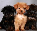 Schattige hypoallergene mini pups, Dieren en Toebehoren, Honden | Chihuahua's en Gezelschapshonden, België, Fokker | Hobbymatig