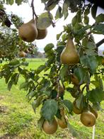 Gieser Wildeman stoofperen, Ophalen