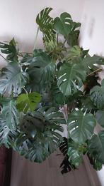 Prachtige grote monstera gatenplant in pot 60 diameter, Ophalen, Zo goed als nieuw