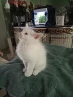 Mooie nestje maine coon,s, Poes, Ontwormd