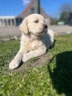 Golden retriever pups, Golden retriever, België, Rabiës (hondsdolheid), 15 weken tot 1 jaar