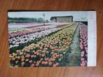 Ansichtkaart Lisse Tulpenvelden 7695, Verzamelen, Ansichtkaarten | Nederland, Ophalen of Verzenden