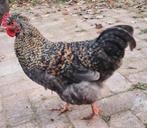 Leuke haantjes., Dieren en Toebehoren, Pluimvee