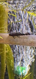 Borstelneus/algeneters, Vis