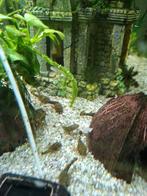 Ancistrus laatste 3, Dieren en Toebehoren, Vissen | Aquariumvissen, Vis