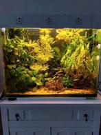 Super fish 80 liter aquarium, Dieren en Toebehoren, Vissen | Aquaria en Toebehoren, Ophalen, Zo goed als nieuw, Gevuld zoetwateraquarium