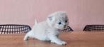 Britse korthaar kittens, Dieren en Toebehoren, Katten en Kittens | Raskatten | Korthaar, Kater, Ontwormd, 0 tot 2 jaar