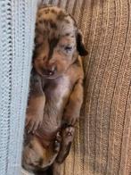 Dwerg teckel pups dachshund, Dieren en Toebehoren, CDV (hondenziekte), 8 tot 15 weken, Meerdere, Meerdere dieren