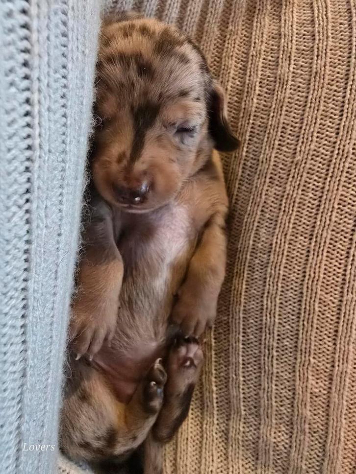 Dwerg teckel pups dachshund, Dieren en Toebehoren, Honden | Niet-rashonden, Klein, Meerdere dieren, Fokker | Hobbymatig, Meerdere