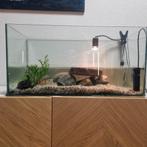 2 waterschildpadden + toebehoren, Ophalen, Zo goed als nieuw, Terrarium of Paludarium