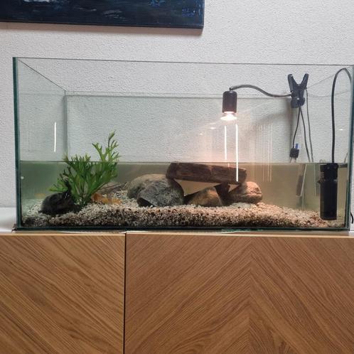 2 waterschildpadden + toebehoren, Dieren en Toebehoren, Reptielen en Amfibieën | Toebehoren, Zo goed als nieuw, Terrarium of Paludarium