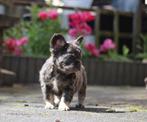 Fluffy Franse bulldog pups, Dieren en Toebehoren, CDV (hondenziekte), Particulier, Meerdere, Bulldog