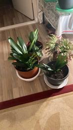 Mooi diverse kamerplanten 5 euro pet plant, Ophalen of Verzenden, Halfschaduw, Minder dan 100 cm