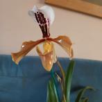 Paphiopedilum gratixianum orchidee, Huis en Inrichting, Kamerplanten, Ophalen of Verzenden, Halfschaduw, Minder dan 100 cm