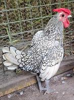 Seybright krielhaan, Dieren en Toebehoren, Pluimvee, Mannelijk, Kip