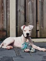 Dogo Argentino Pup, Dieren en Toebehoren, Honden | Bulldogs, Pinschers en Molossers, 8 tot 15 weken, Eén hond, Rabiës (hondsdolheid)