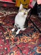 Rode kater cypers + zwart wit kater, Dieren en Toebehoren, Kater, Ontwormd, 3 tot 5 jaar