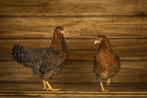 Bielefelder kippen |Jonge ingeënte dieren | Deskundig advies, Dieren en Toebehoren, Pluimvee, Kip, Meerdere dieren