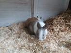 Lieve kleine Kindvriendelijke dwergjes Vosjes en Fluffies, Meerdere dieren, Dwerg, 0 tot 2 jaar