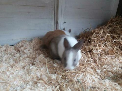 Lieve kleine Kindvriendelijke dwergjes Vosjes en Fluffies, Dieren en Toebehoren, Konijnen, Dwerg, Meerdere dieren, 0 tot 2 jaar