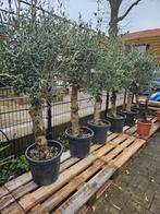 Olijfbomen in diverse maten en vormen