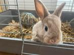 De liefste baby konijntjes van marktplaats, Dieren en Toebehoren, Konijnen, Meerdere dieren, Dwerg