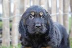 Prachtige Golden cocker retriever pup (ouders aanwezig!), België, CDV (hondenziekte), 8 tot 15 weken, Meerdere