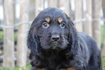 Prachtige Golden cocker retriever pup (ouders aanwezig!) beschikbaar voor biedingen