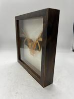 Vleermuis Kerivoula picta in lijst 25 x 25 cm, Verzamelen, Ophalen of Verzenden, Nieuw, Insect, Opgezet dier