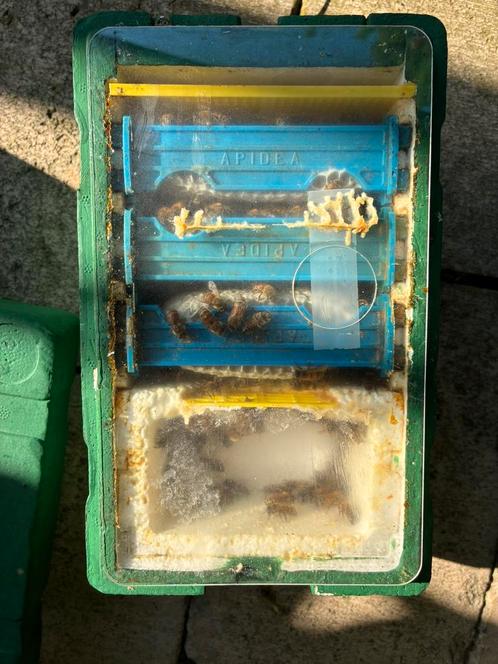 Buckfast F1 bevruchte koningin met kernvolkje en kastje, Dieren en Toebehoren, Insecten en Spinnen, Bijen