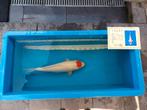 Koi vissen te koop, Karper of Koi
