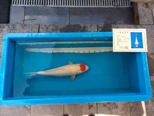 Koi vissen te koop, Dieren en Toebehoren, Vissen | Vijvervissen, Karper of Koi
