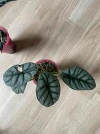 Alocasia silver dragon, Huis en Inrichting, Kamerplanten, Overige soorten, In pot, Minder dan 100 cm, Groene kamerplant