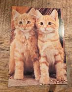 Twee mooie rode katjes, Verzenden, 1980 tot heden, Gelopen, Hond of Kat