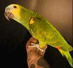 Super tamme lieve Blauwvoorhoofd/geelschouder amazone!, Mannelijk, Papegaai, Geringd
