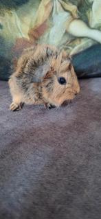 Mooie jonge cavia's zeugjes en beertjes, Dieren en Toebehoren, Knaagdieren, Cavia, Juli, Meerdere dieren, Tam