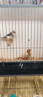 Zebravink koppel, Dieren en Toebehoren, Vogels | Overige Vogels, Meerdere dieren
