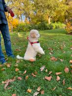 Maltipoo/ Doodle dekreutje, Dieren en Toebehoren, Rabiës (hondsdolheid), Reu, 1 tot 2 jaar, Eén hond