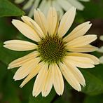 Zaden zonnehoed mango  (Echinacea ‘Sensation Mango’), Ophalen of Verzenden, Voorjaar, Volle zon, Zaad