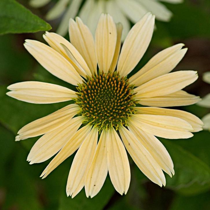 Zaden zonnehoed mango  (Echinacea ‘Sensation Mango’), Tuin en Terras, Bloembollen en Zaden, Zaad, Voorjaar, Volle zon, Ophalen of Verzenden
