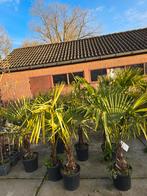 Trachycarpus fortunei voor een stunt prijs, Tuin en Terras, Ophalen, Volle zon, Palmboom, 100 tot 250 cm