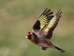 Europese goudvink en bloemputters, Dieren en Toebehoren, Mannelijk, Wildzangvogel